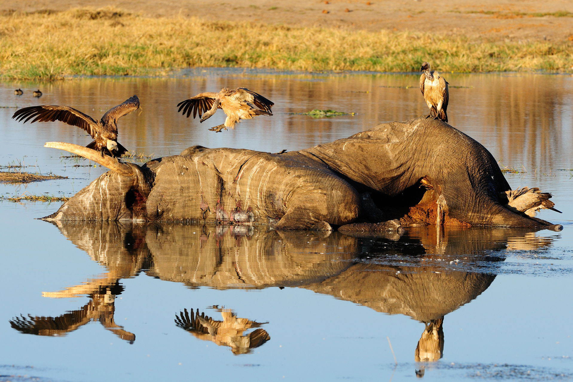 Vultures and dead elephant